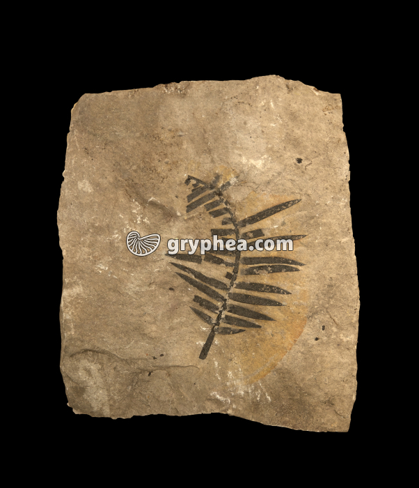 Fougère fossile - Zamites sp. (Permien, Ain, France) - gryphea.com